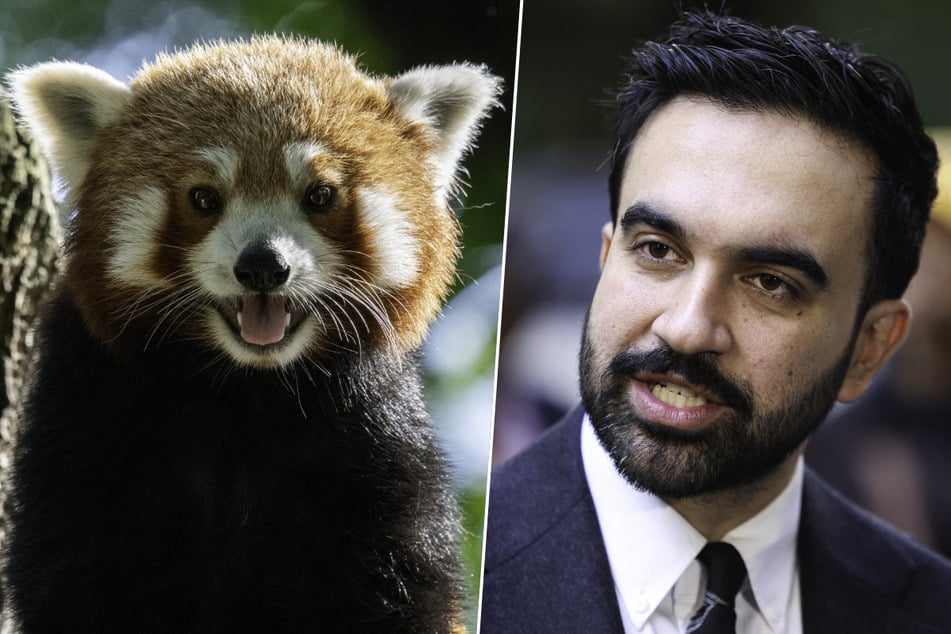 Mamdani appears at NYC zoo to announce settlement in crackdown on HungryPanda junk fees