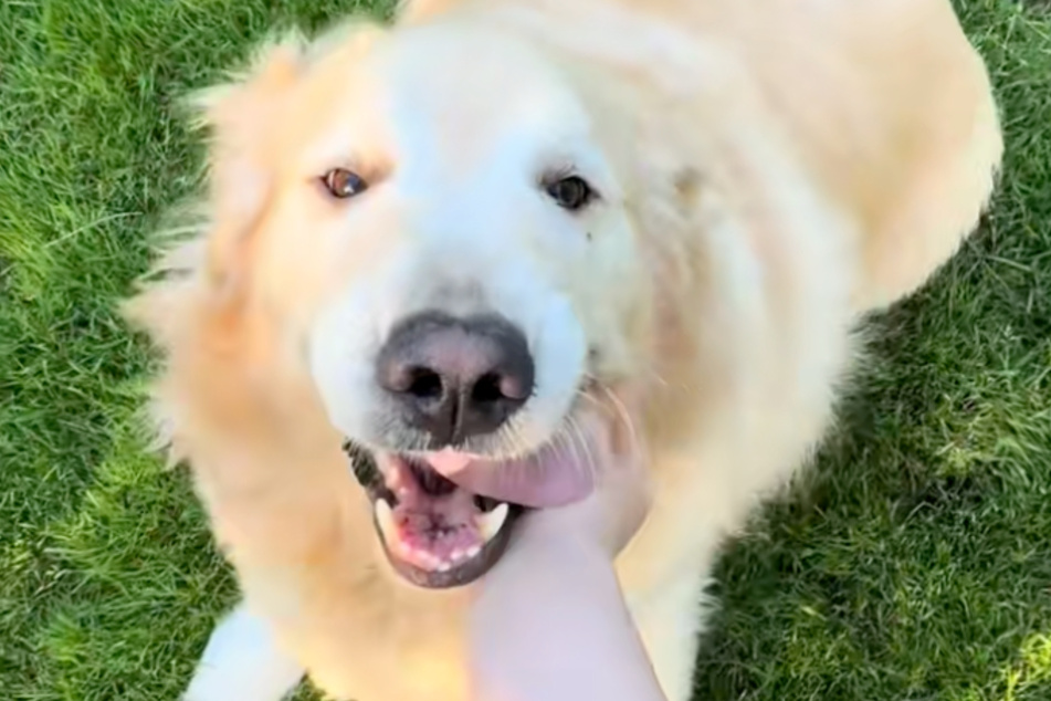 Toby the Golden Retriever dog definitely has a big personality!
