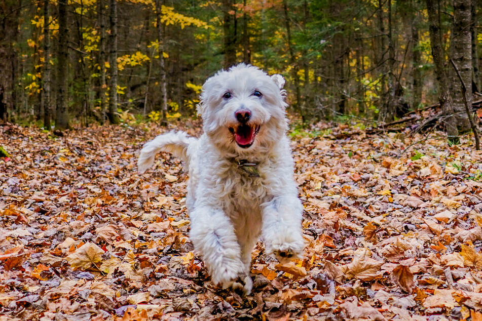 A Goldendoodle needs at least one hour of exercise a day.