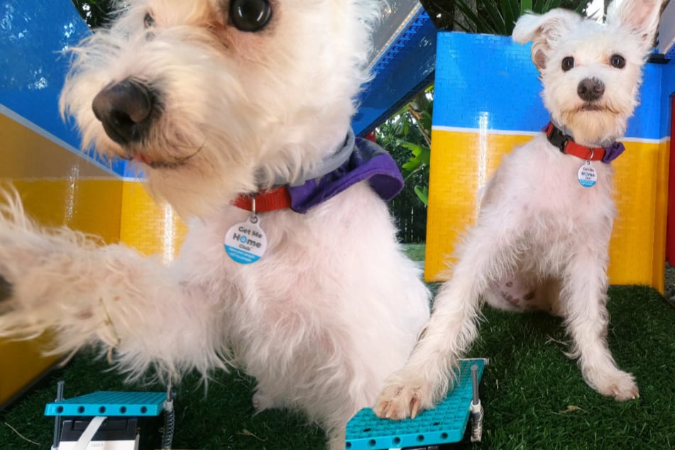 Inventor builds the world's first doggy selfie booth