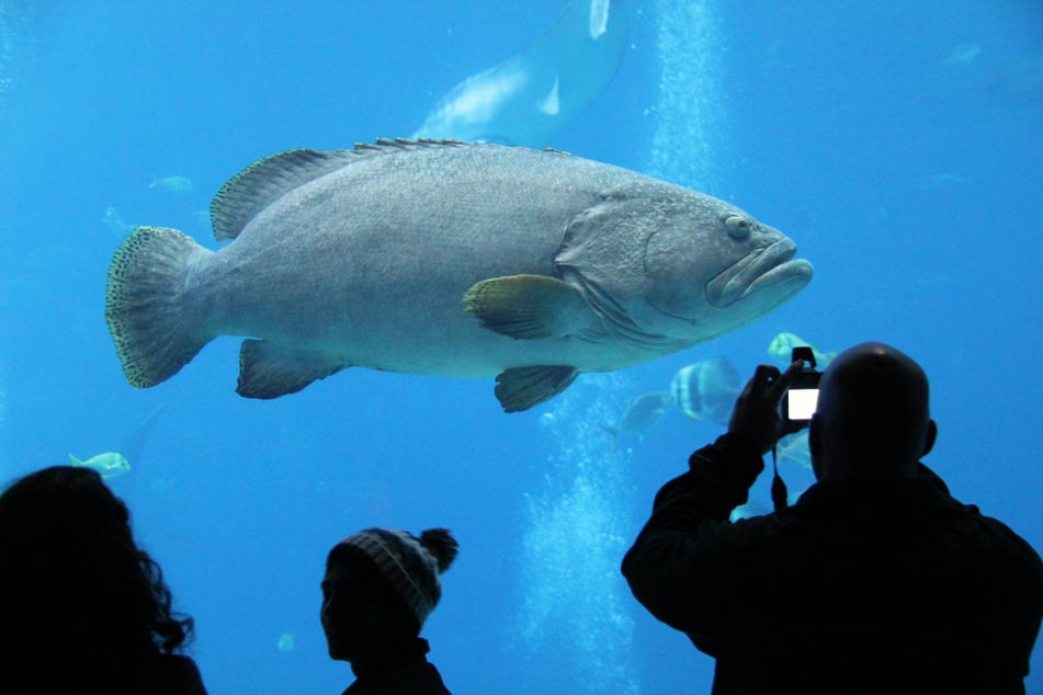 Atlantic goliath groupers were until recently considered an endangered species (stock image).