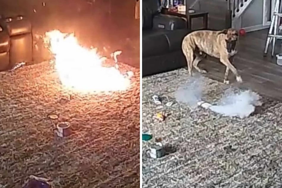 Dog looks terrified as the carpet catches fire in shocking home security footage: "My heart sank"