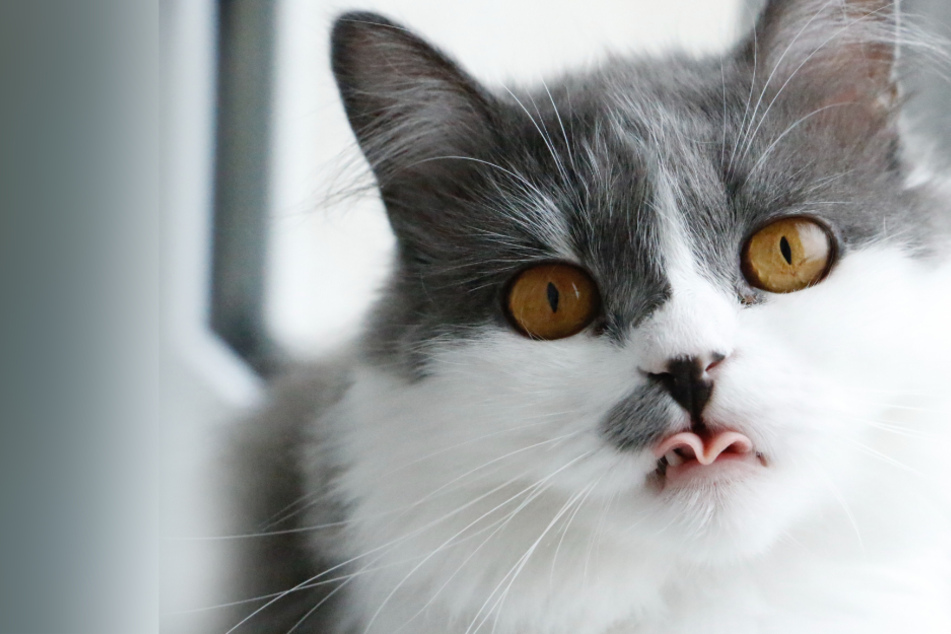 Why do cats drool? Is it normal for cats to drool?