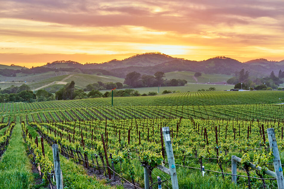 Will you accept this rosé? California winery will pay you $10,000 a month to live on its vineyard