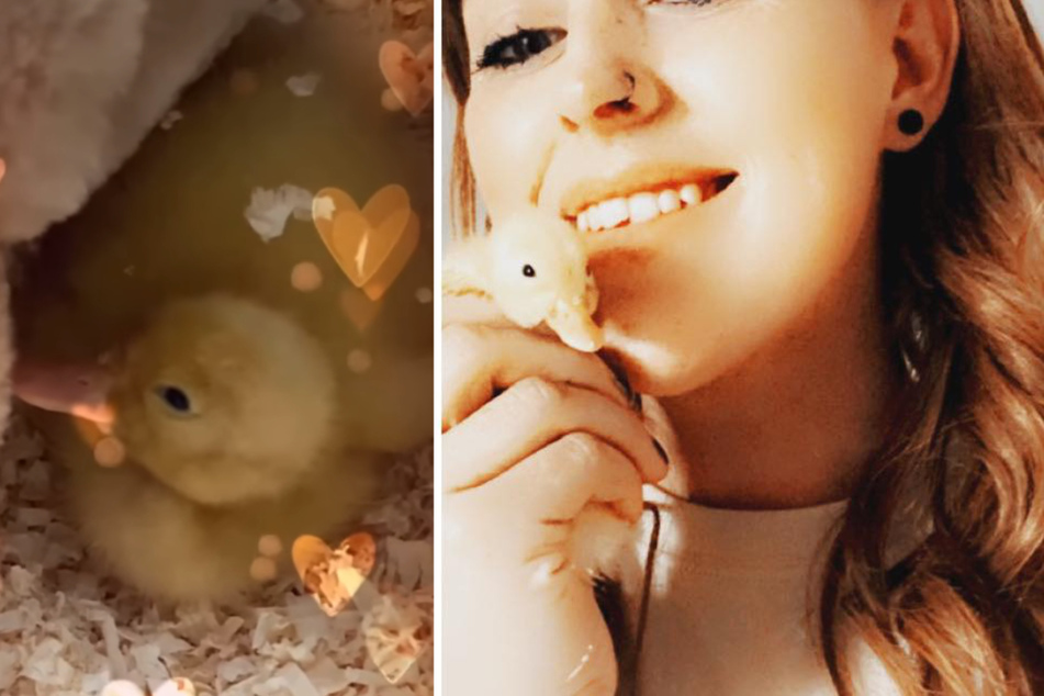 TikToker gets a pet duckling through an amazing supermarket eggs-periment