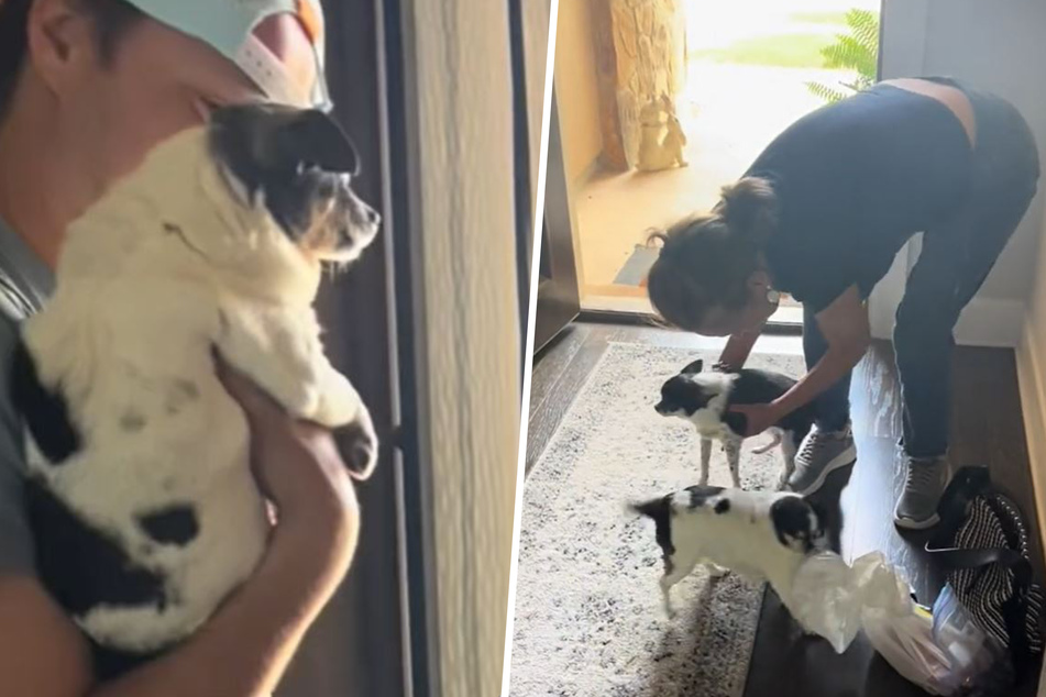 Blind dog realizes her favorite human has arrived in heartmelting video