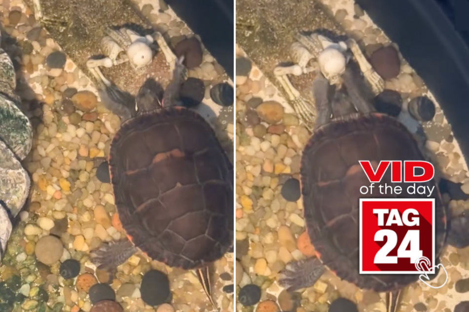 Viral Video of the Day for January 23, 2026: Turtle tries to wake up skeleton in hilarious clip!