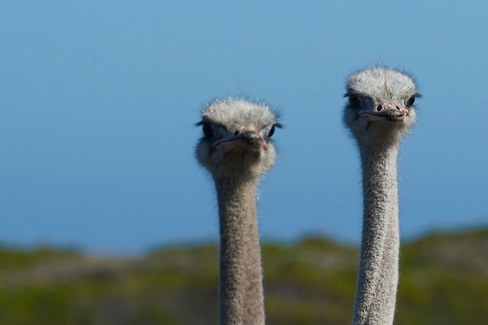 Mass ostrich execution? Canada makes big decision as Dr. Oz could save flu-infected birds