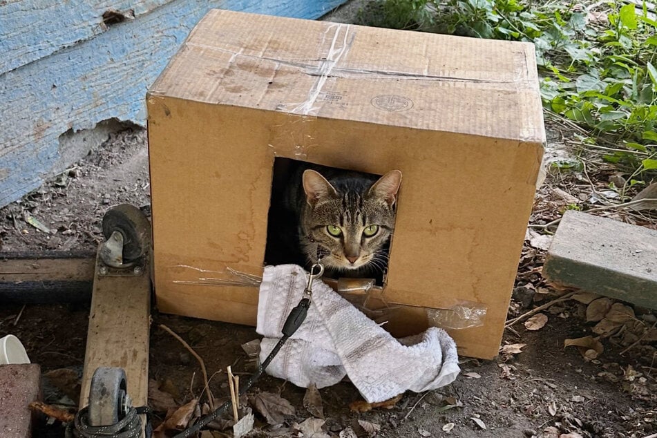 Blue the cat lived in a cardboard box, tethered in front of her owners' house.