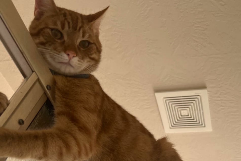 Cat's bizarre shower habit brings laughter to so many: "whats wrong with him?"