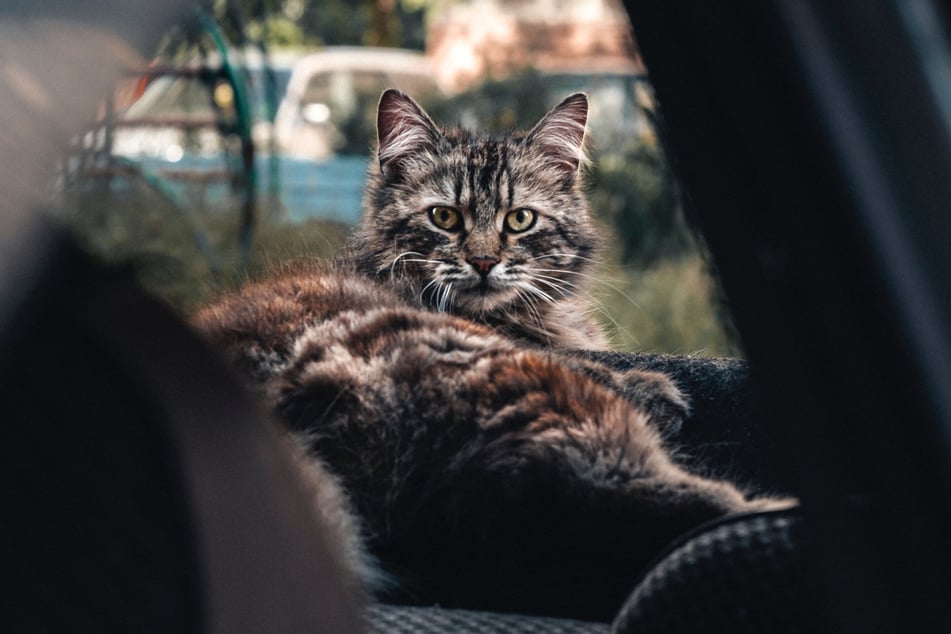 Cats should always stay in their carriers when you take them in the car.