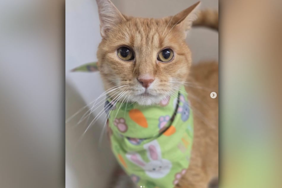 The eight-year-old cat is now being treated with insulin.