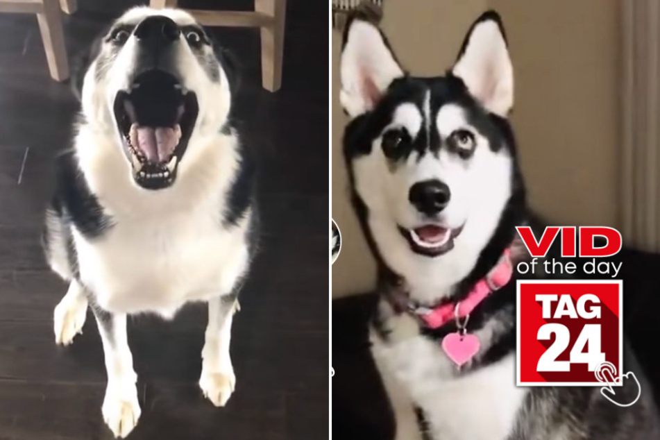 Viral Video of the Day for August 16, 2023: Howling husky brings all the drama
