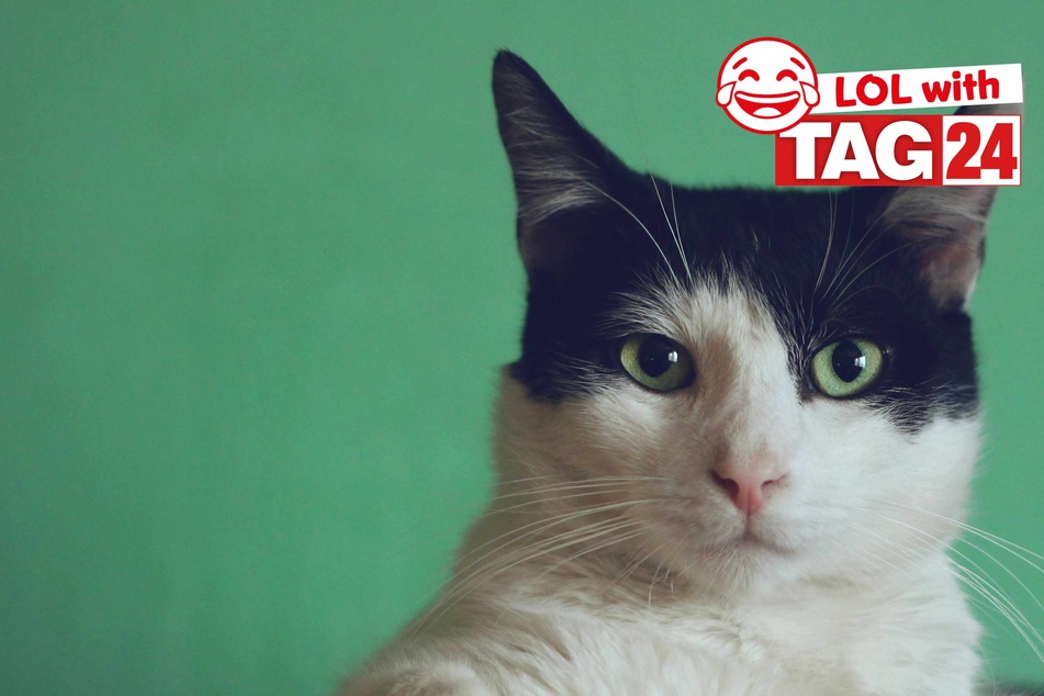 Joke of the Day for March 2, 2024: Get your funny on for Caturday