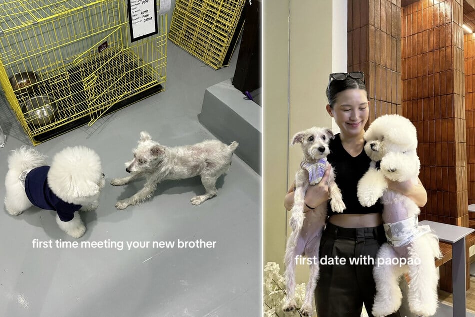 Milky and her new doggy sibling Paopao get along well!