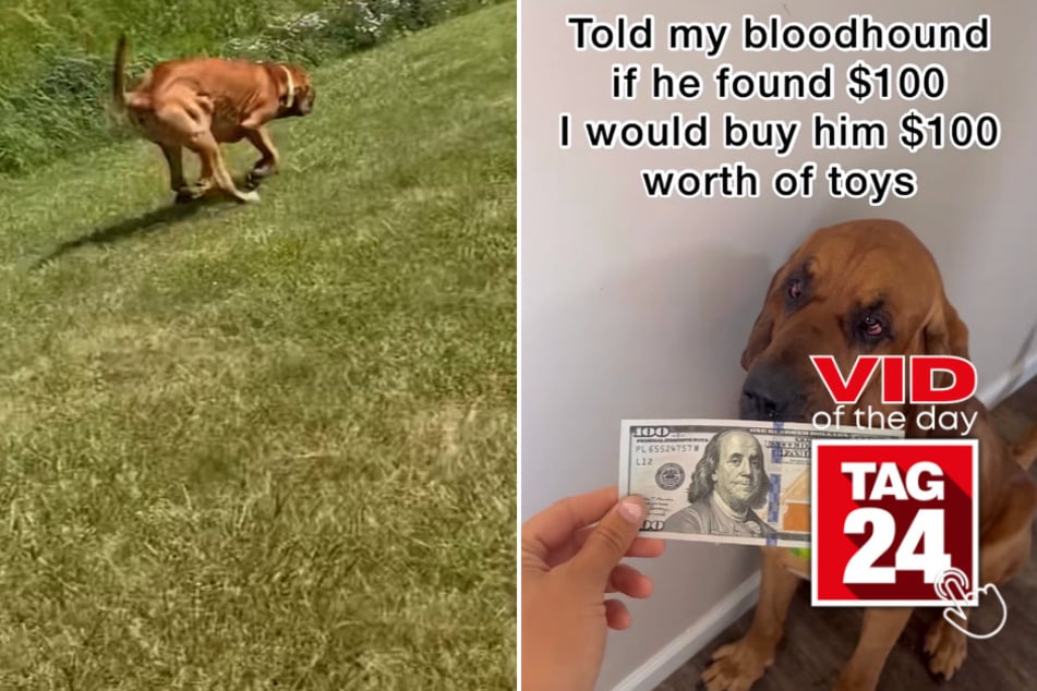 Viral Video of the Day for June 25, 2023: Moose the bloodhound's lucky day!