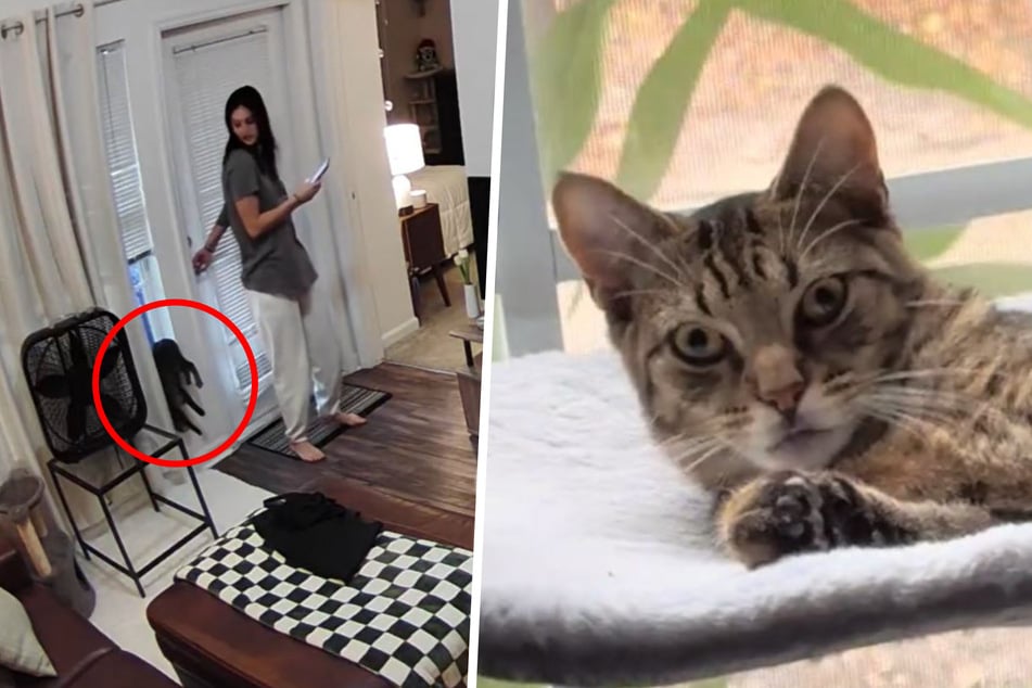 Cat gets himself into a tangled situation as owner reacts in shock!