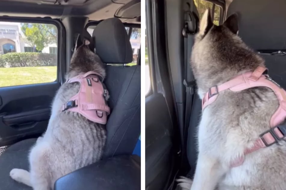 Husky gives her owner the cold shoulder for the funniest reason