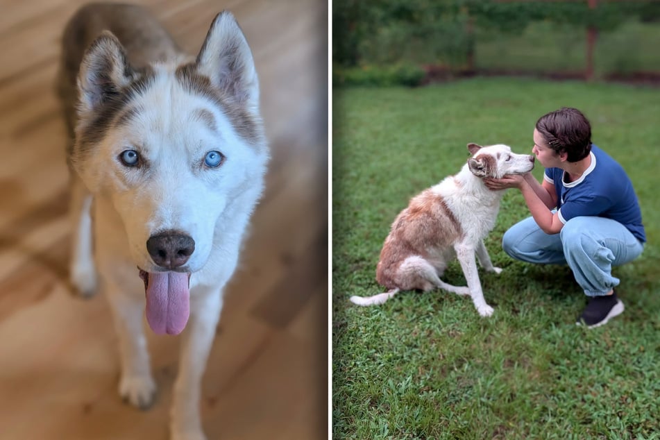 Shiloh is unrecognizable after three months of loving care from the shelter team and his foster mom!