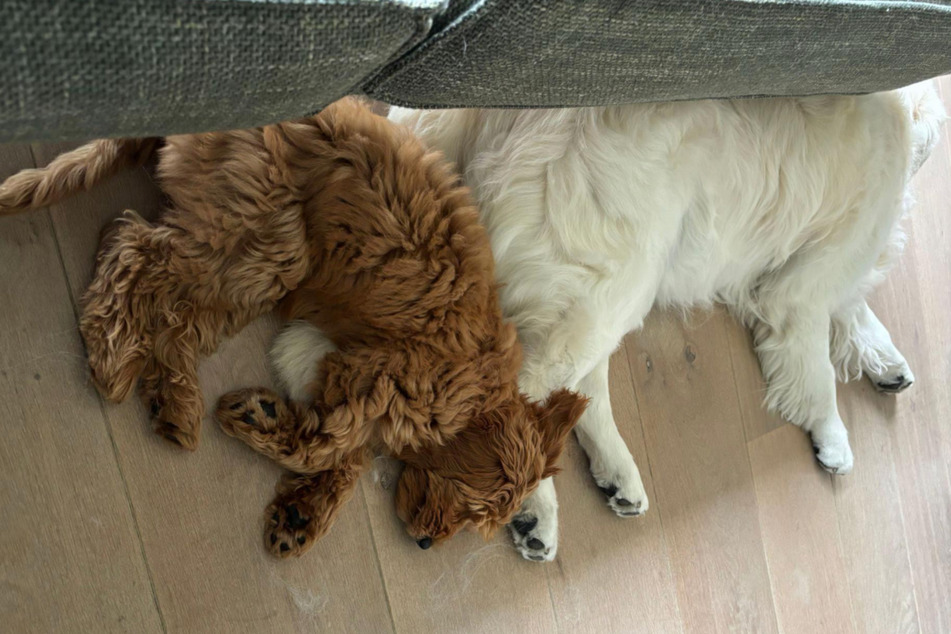 After some initial difficulties, the old Golden Retriever Vince and Goldendoodle Juna have formed a close relationship.