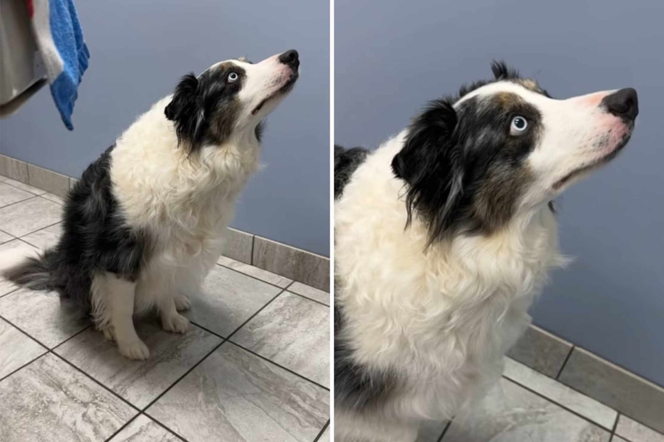 This Border Collie dog stares up at the vet's wall with suspicious eyes. What exactly is he staring at with so much intensity?