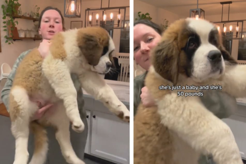 Maggie Matthews showed off her 50-pound puppy in a viral TikTok video.