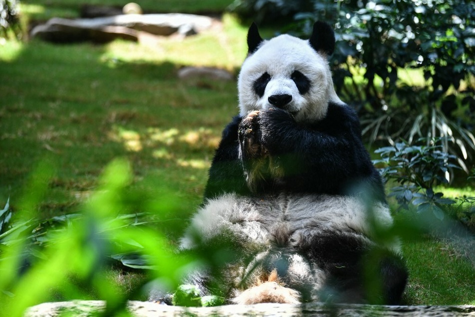 The world's oldest giant panda, named An An, was euthanized on Tuesday at the age of 35 after battling weeks of health deterioration.