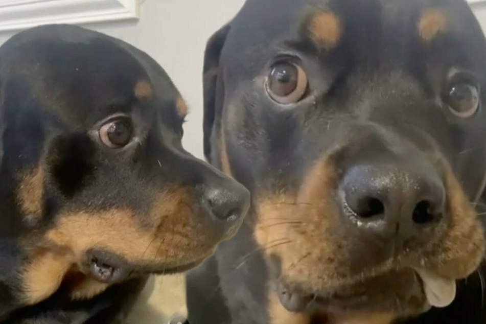 Julio the dog may not be as innocent as he appears