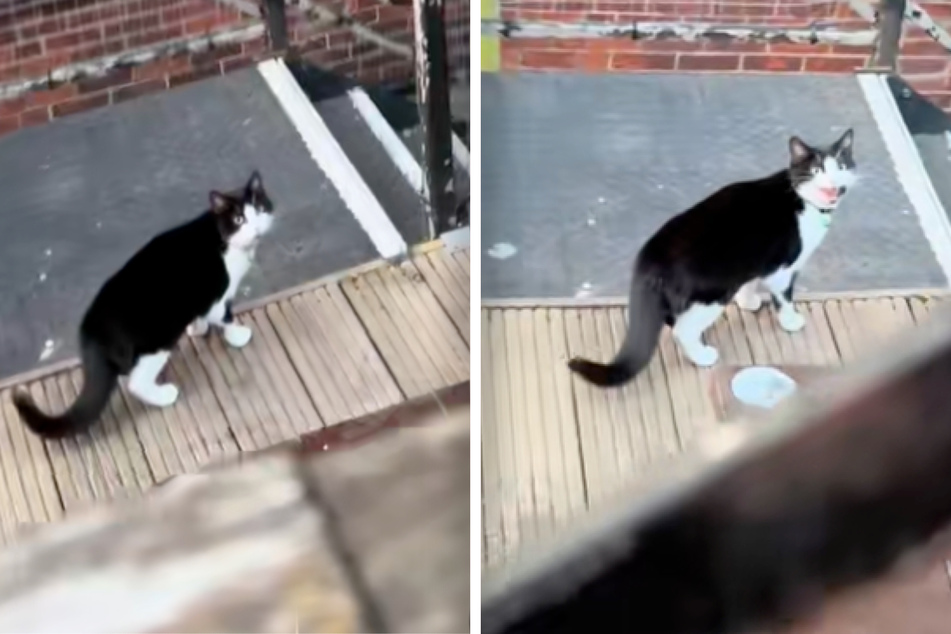 It's no secret that cats are often very headstrong characters, as a couple from England found out for themselves after making a nasty misstep.