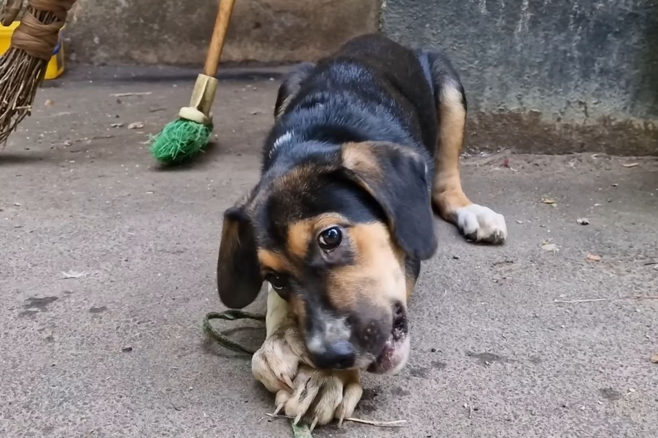 Korzhik the dog nibbles on a bone, unable to comprehend what has happened.