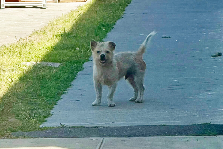 Male dog Shaggy probably didn't want to believe what had happened to him.