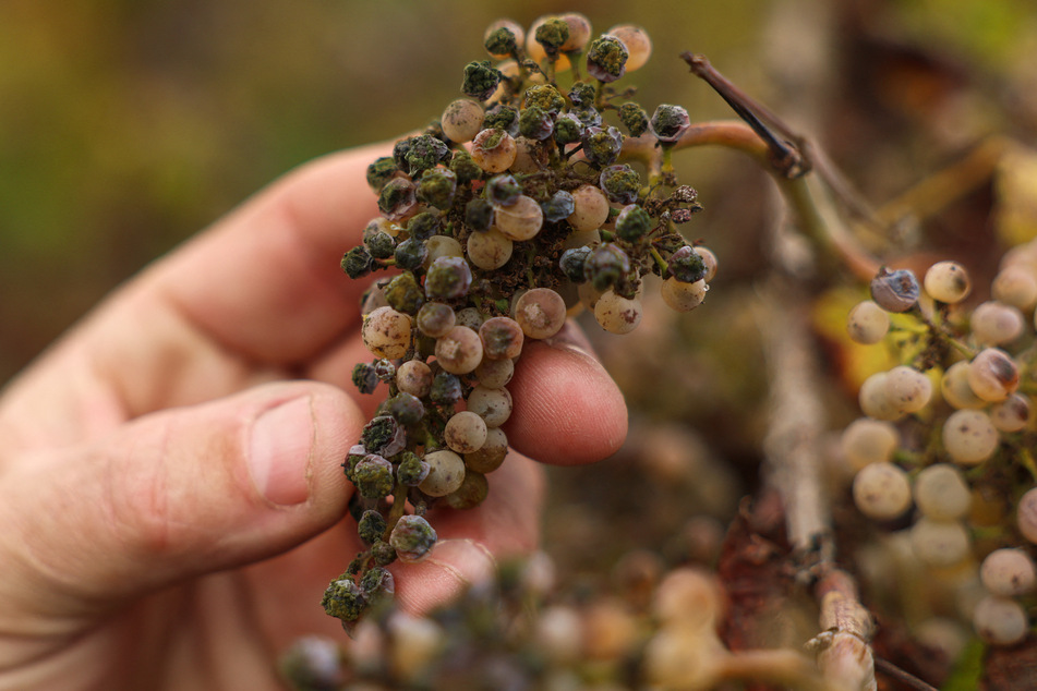 Some grape farmers are opting to grow different crops like almonds.