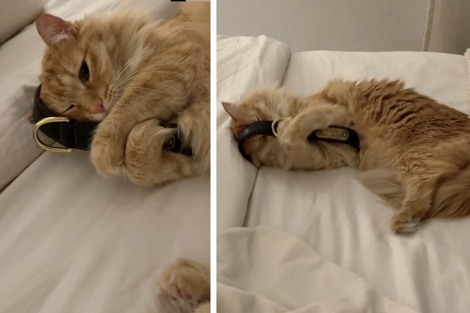 This cat cuddles with her dog brother's collar every night after the golden retriever's heartbreaking passing.