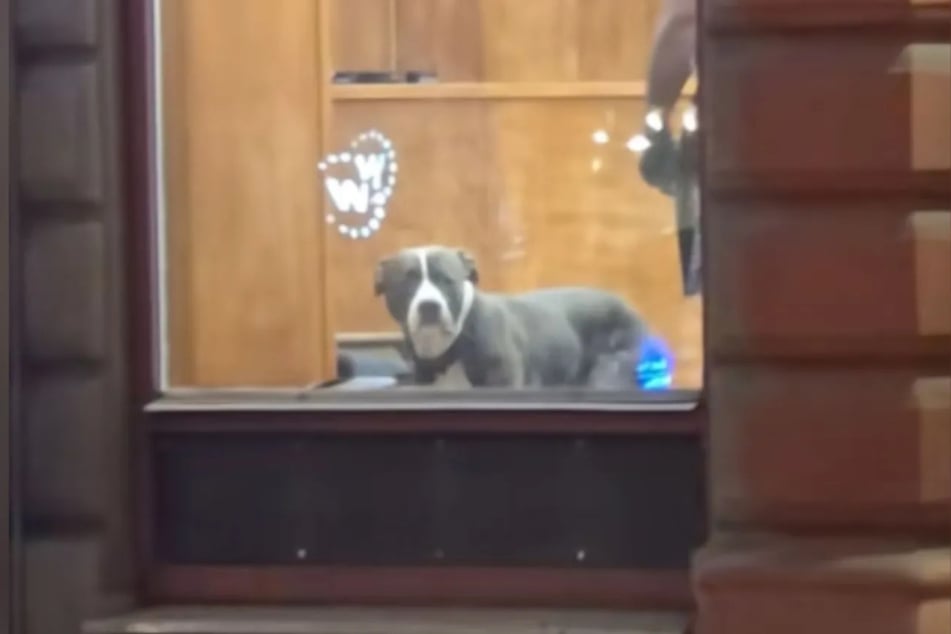 Did Lex think his master had left him alone? Judging by the look on his face, apparently yes.