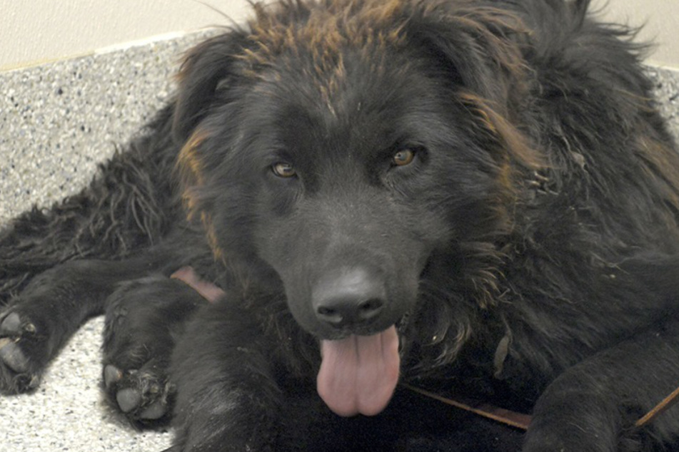 An X-ray proved that the dog's skin had grown over the chain.