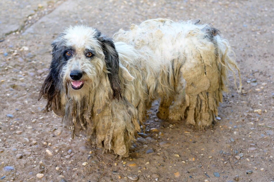 Long coats in particular can quickly become matted.