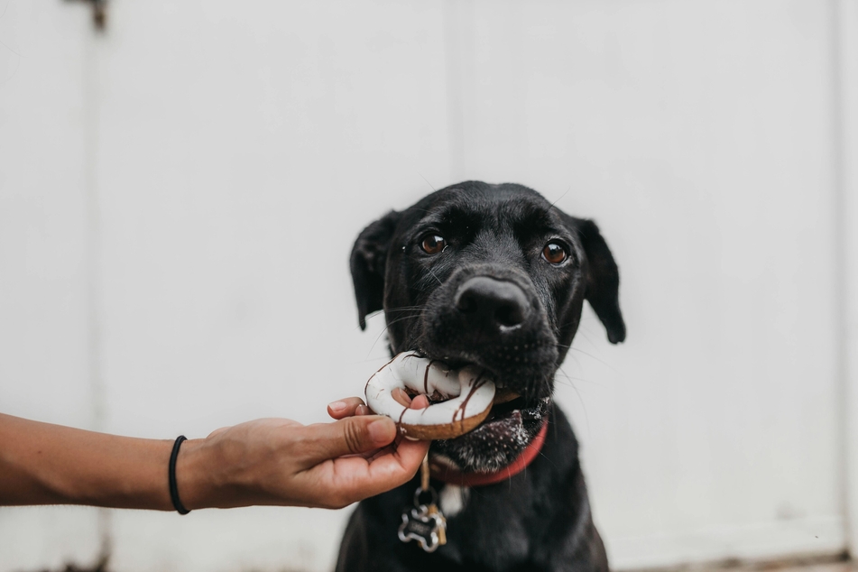 Obesity is on the rise not just in humans but in dogs, whose history of selective breeding makes them an ideal species for studying the balance between genetics, diet, and lifestyle in weight gain. (Stock image)