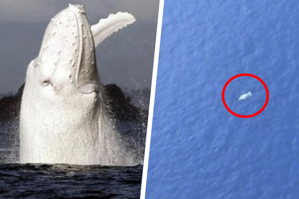 Rare white whale spotted! Is it the world-famous Migaloo?