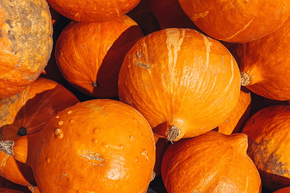 Hokkaido pumpkins are great for making pumpkin puree to use in a pumpkin spice latte.