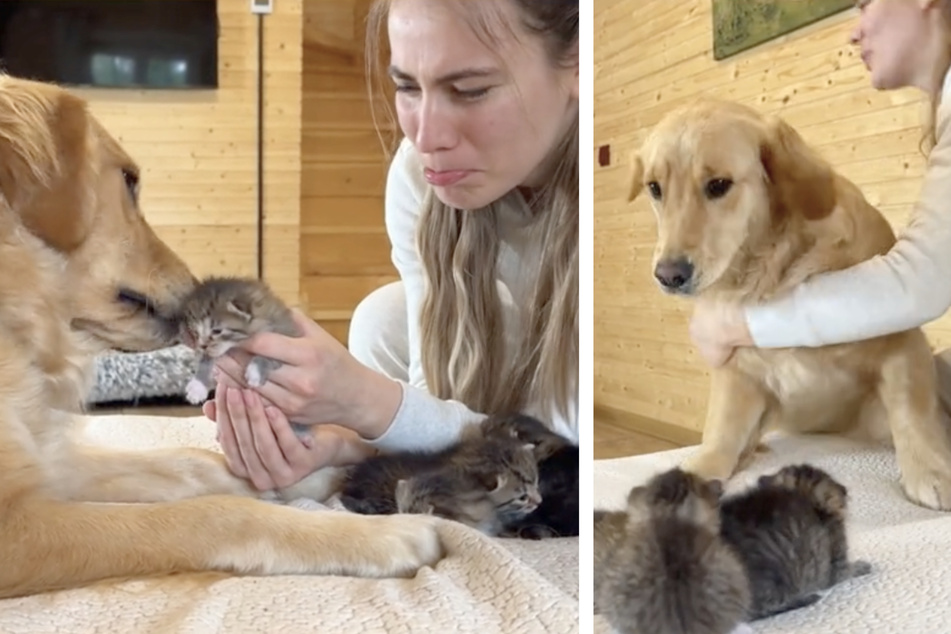 The dog's reaction was a mixture of gentle curiosity and bubbling joy!