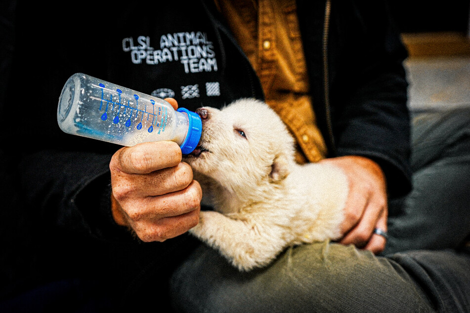 This undated and unlocated handout image courtesy of Colossal Biosciences shows one of Colossal’s "dire wolf" pups being handfed with a bottle.