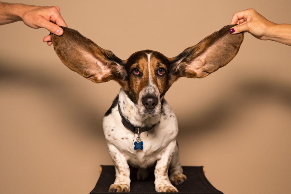 Chief is a three-year-old basset hound, like the dog pictured above.