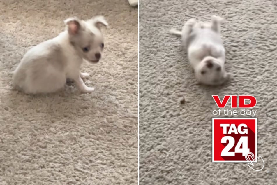 Viral Video of the Day for August 6, 2025: Sassy Chihuahua dominates treat instead of eating it in funny TikTok!