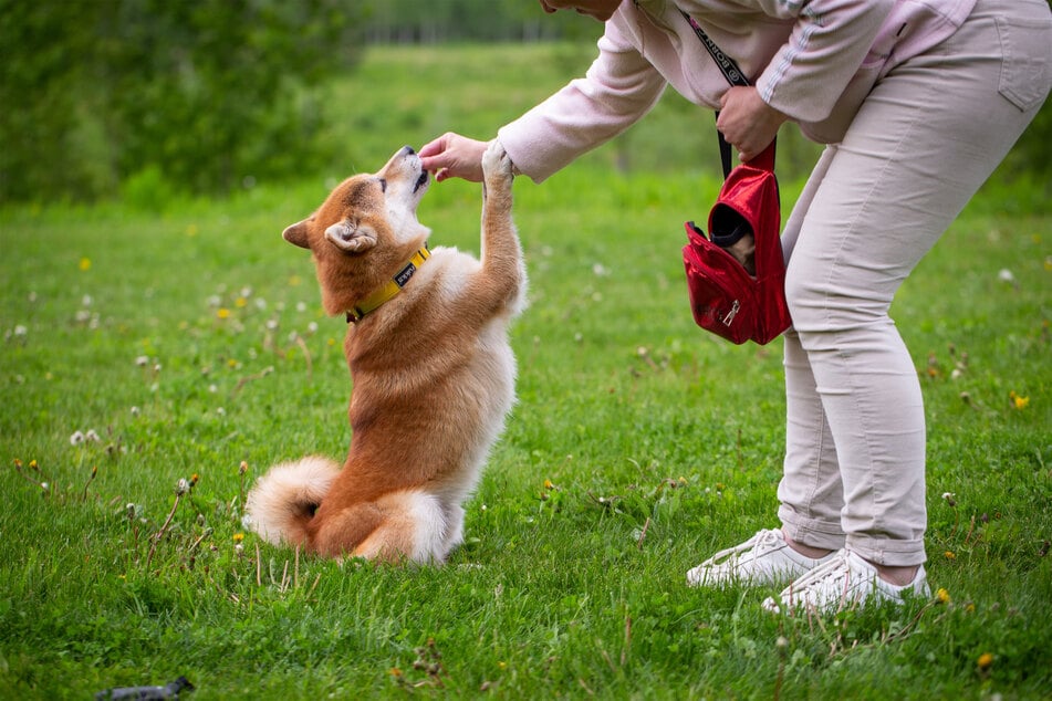 Indoor dog tricks can keep your pup happy, busy, and entertained.
