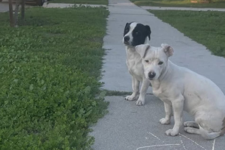 Scared and starving abandoned puppies wait for their humans to return – but they never come
