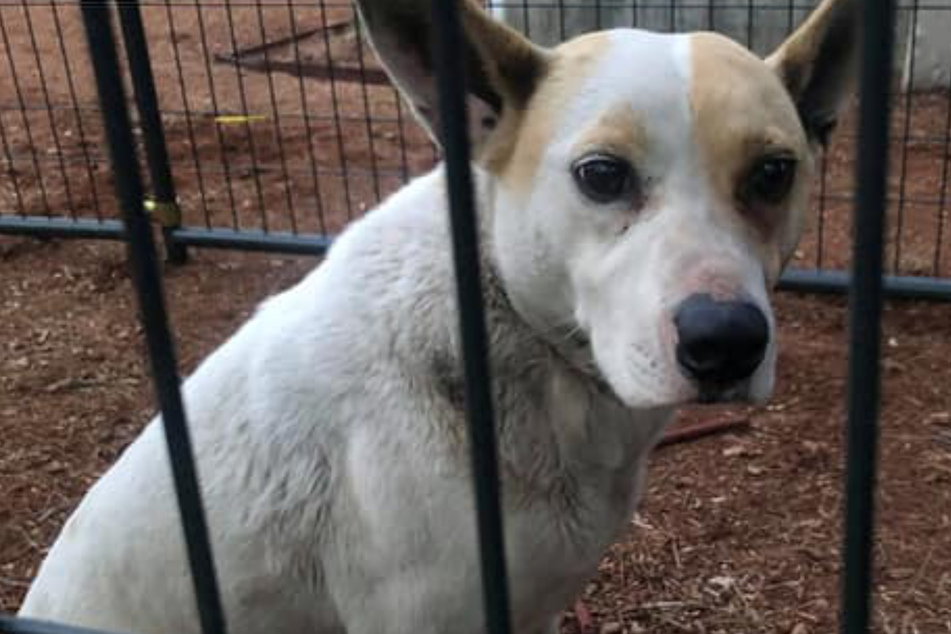Owner heartbroken after her dog runs away – five years later, she sees an incredible facebook post