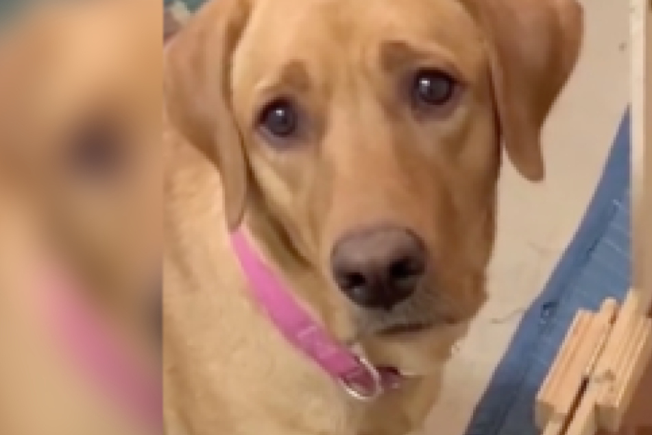 Talk about puppy dog eyes! Why is this poor pooch so sad?