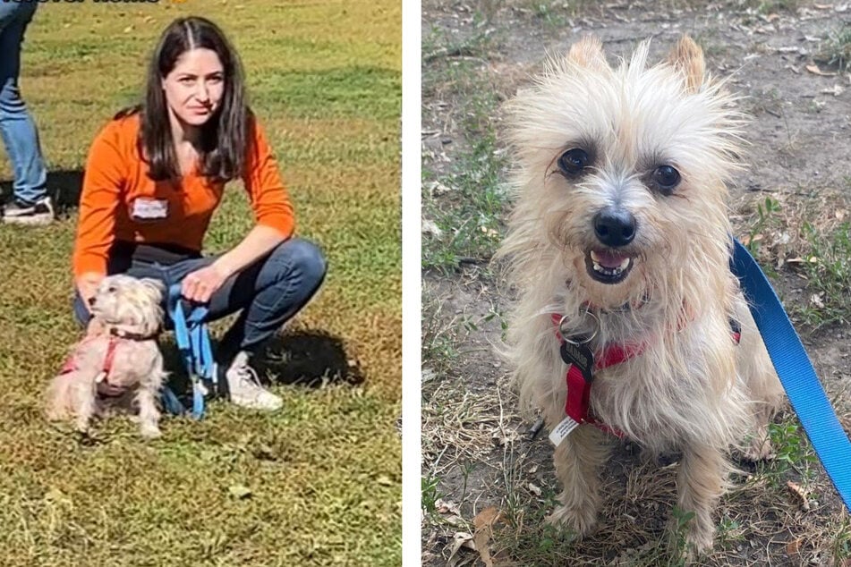 Shelter dog gets ghosted at adoption event before claiming his person in viral TikTok