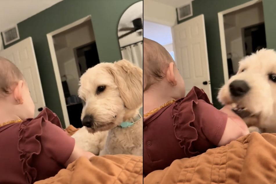 In a viral video, the baby cannot contain her giggles as the dog plays with her.