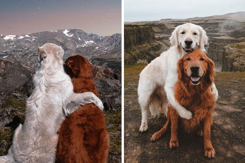 Two puppy pals Watson and Kiko have a paws-on kind of friendship with hugs at its core.